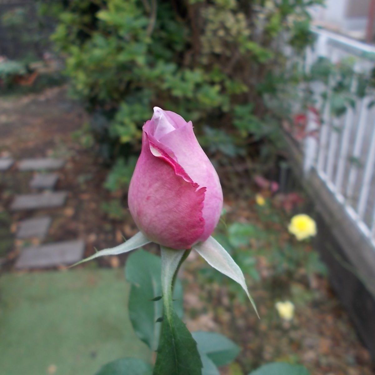 バラの蕾 どこまで咲くでしょう バラを咲かせることが好き 楽天ブログ