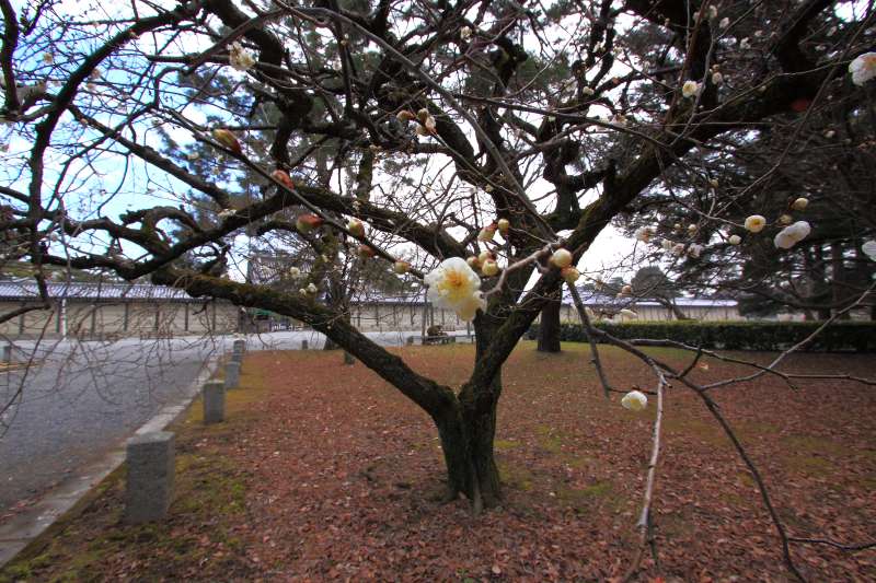 京都御所・御苑_003.jpg