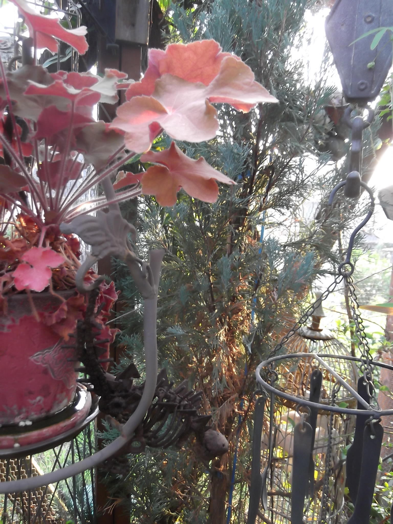 DSCF4781.JPG