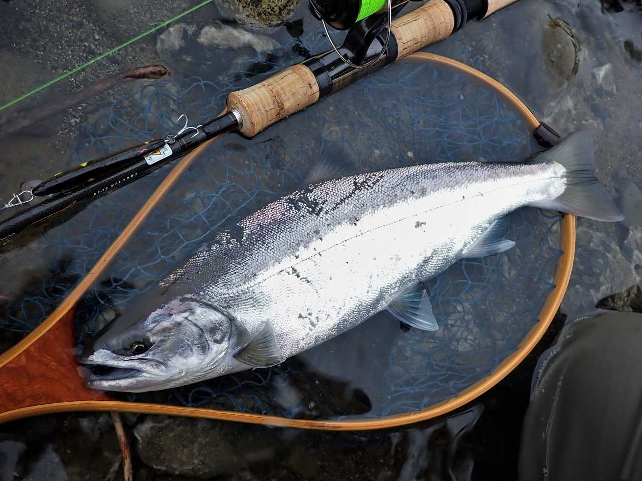 2022長良川サツキマス ジリ貧？ | （続）あんさん野遊びダイヤリー