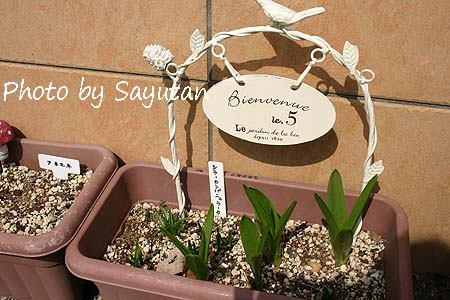 シラーカンパニュラータ