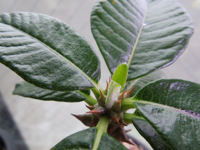 ウインゾリー6-22-1