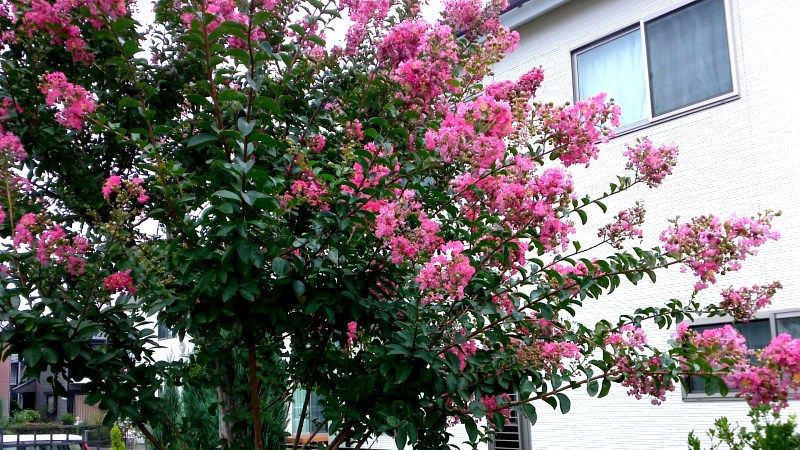 百日紅の花と庭木 Miraiの庭 つれづれに 楽天ブログ