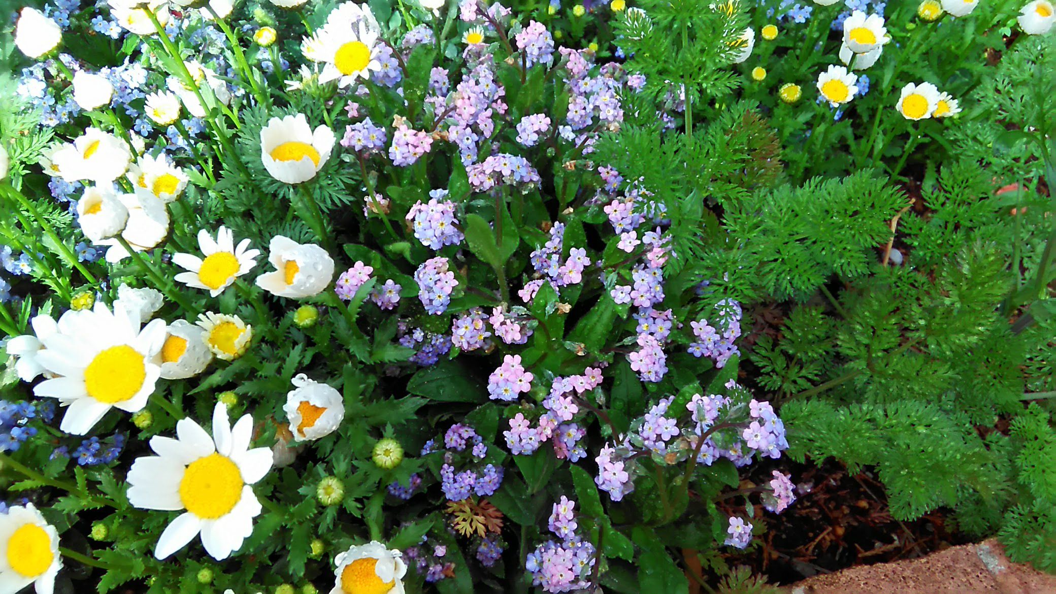 今日の庭の花 Miraiの庭 つれづれに 楽天ブログ