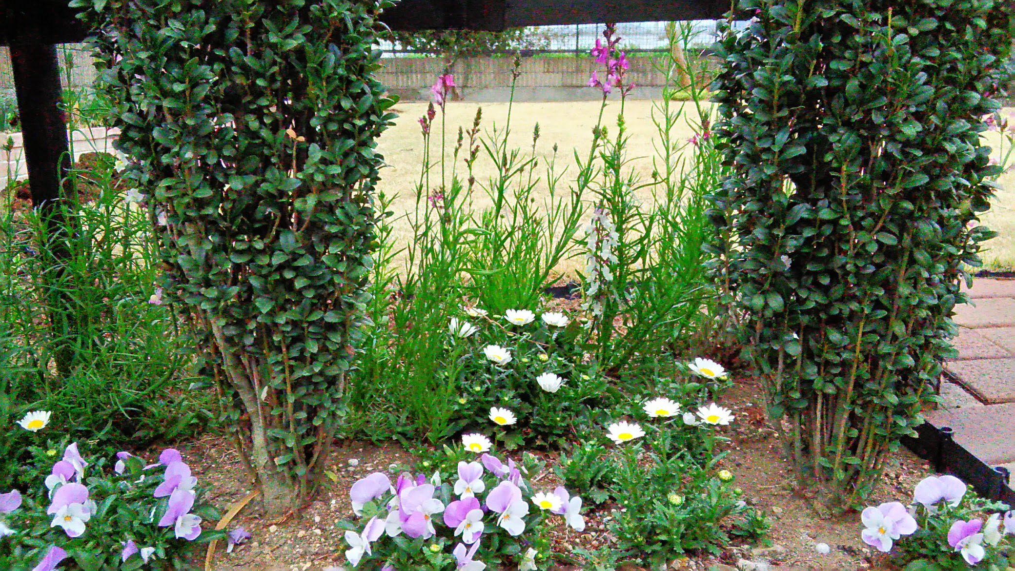 可愛いリナリアと庭の花 Miraiの庭 つれづれに 楽天ブログ