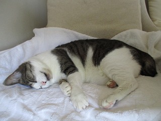 IMG_6461ss.jpg