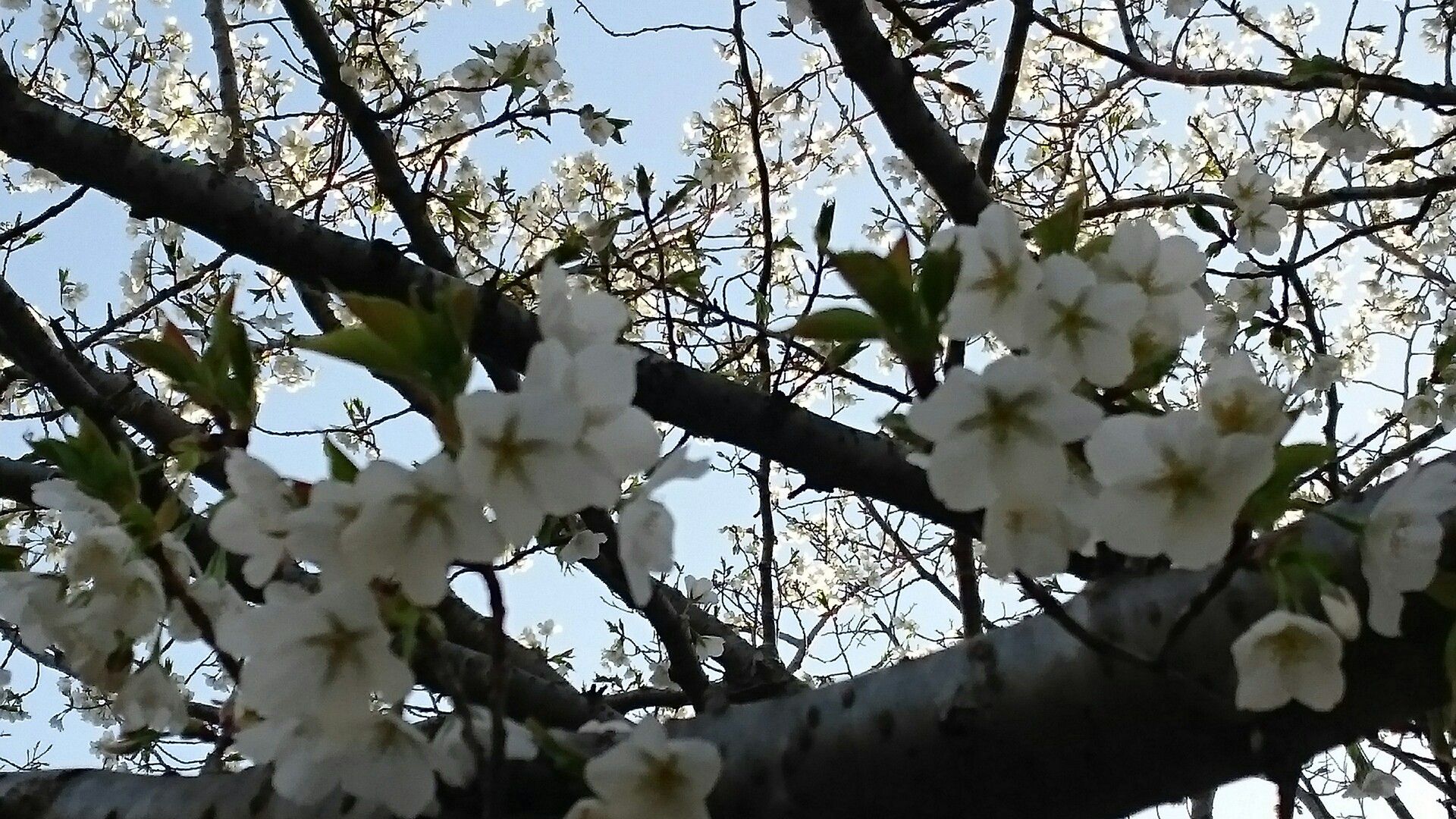 香住公園の桜七分咲き 山への情熱 音楽への愛 楽天ブログ