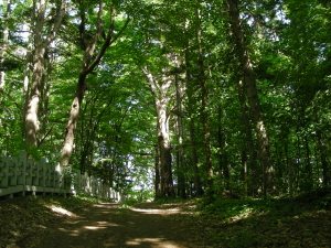 06-03moriaruki (1).JPG