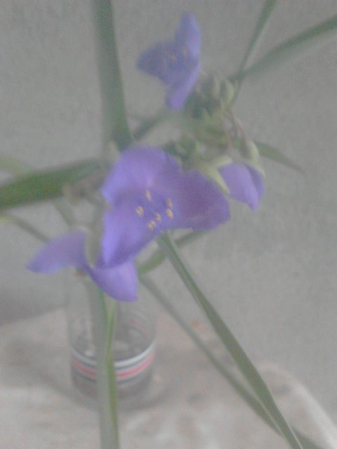 なんの花.JPG