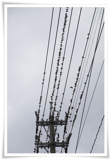 瑞樹団地-13 スズメとムクドリ-2 16.1.9