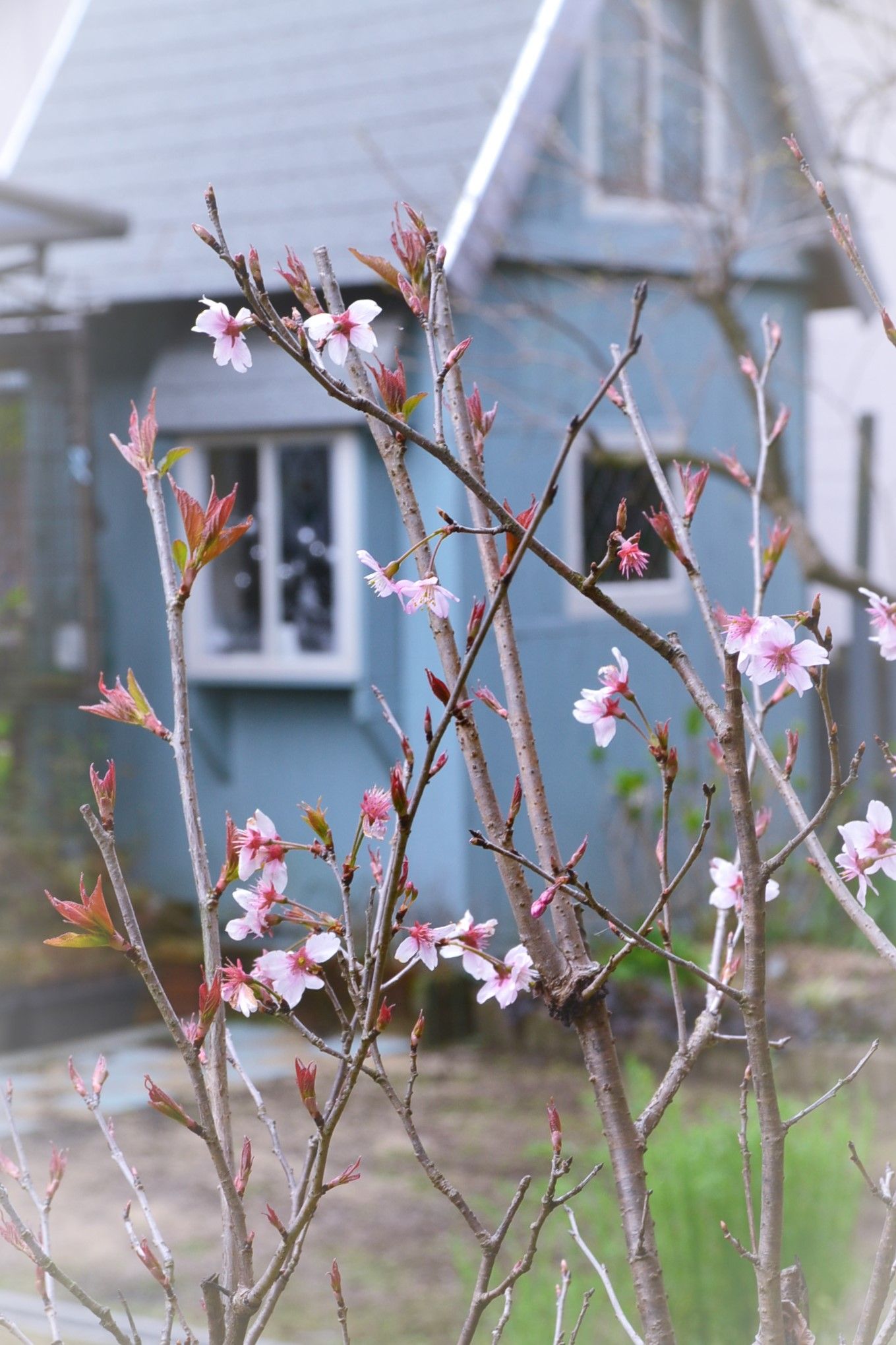 啓翁桜 ようこそブルーガーデンへ 楽天ブログ