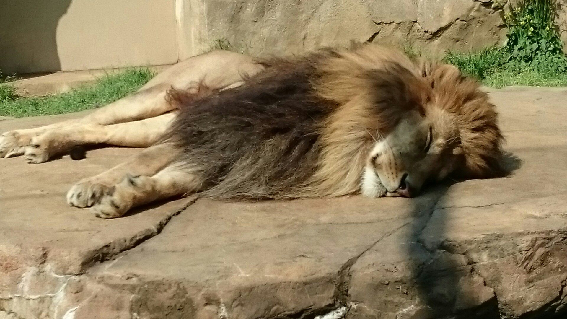 珍しい動物がいっぱい 千葉市動物公園 山への情熱 音楽への愛 楽天ブログ