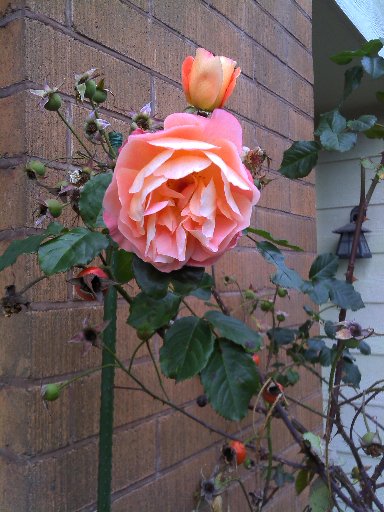 IMAGE024.jpg