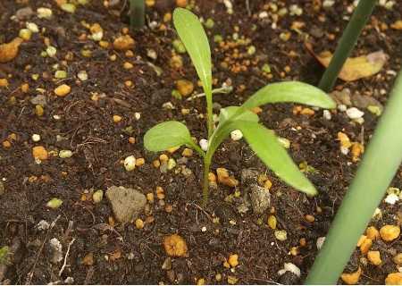ヤグルマギク 最後の一葉と ダンゴムシの仕業 芽が出てきた菜の花 秋に咲くヒマワリ なのかもね 楽天ブログ