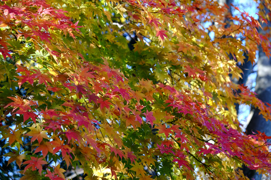 DSCF1068.jpg