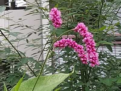蓼の花 | 四 季 折 々 （俳 句） - 楽天ブログ