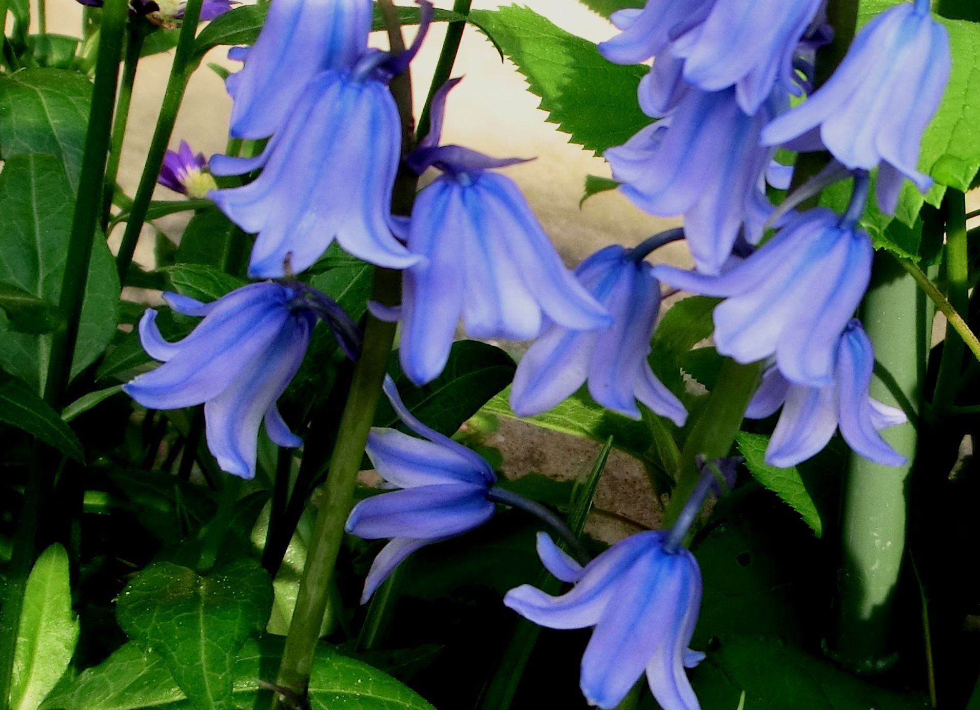 青い花 ダリア デージー 春の小川の花鳥日記 楽天ブログ