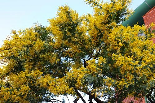 きれいだけど 花粉がたくさん飛んできそうです おとっつぁん いろいろやっちょります 楽天ブログ