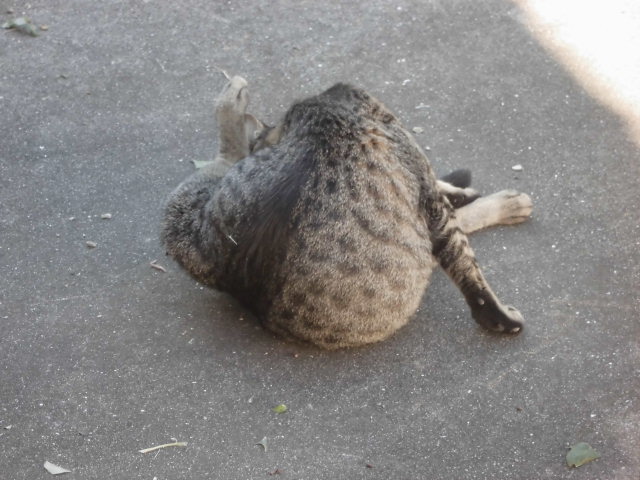 CIMG0477.JPG