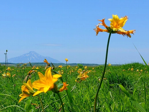 sarobetsu_summer