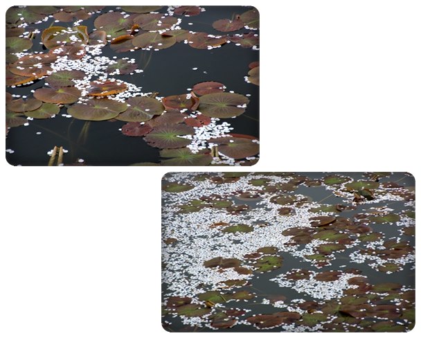 奥卯辰山健民公園・大池-6 15.4.13