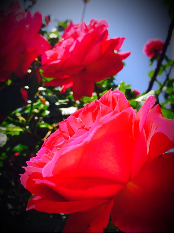 rblog-20160509220838-01.jpg
