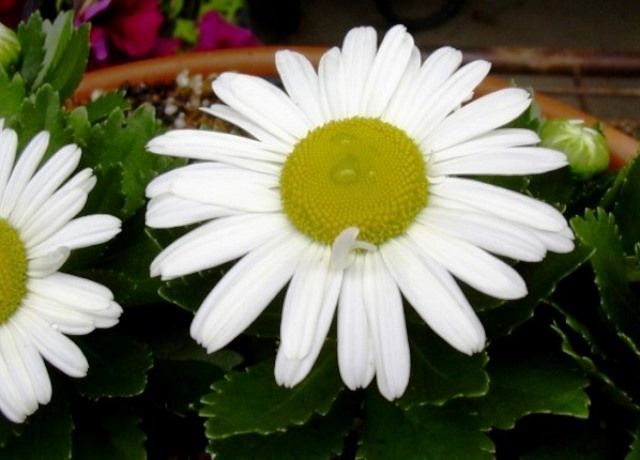 浜菊の花 花と蕎麦とリハビリと 楽天ブログ