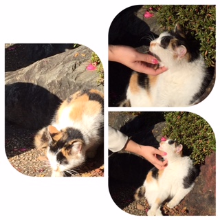 お猫様オークラ.JPG