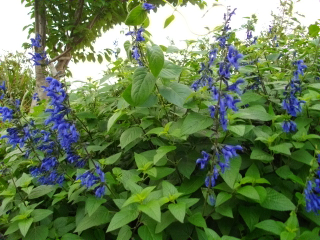 黒目川　＆　スーパーセール商品 028.JPG