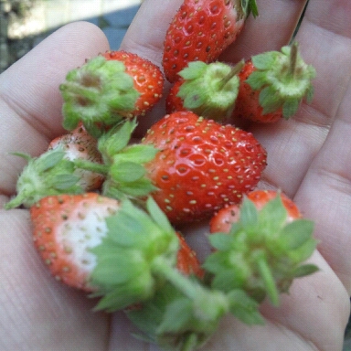 lento_20120818091219.jpg