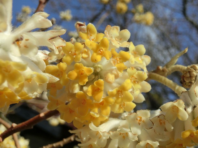 hana240408ミツマタ2