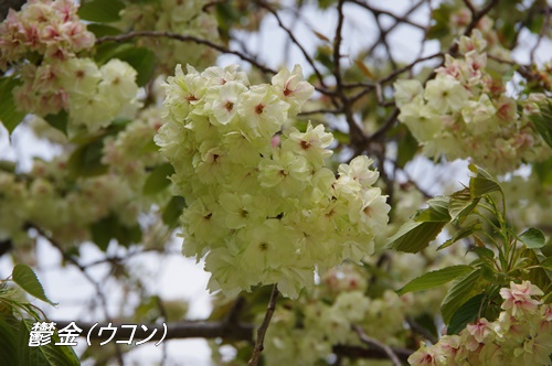 浜離宮恩賜庭園にて