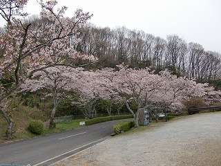 さくら４