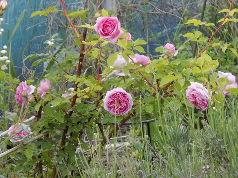 DSCN3604.JPG
