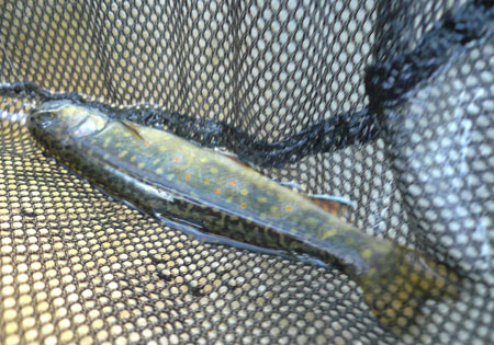 brook trout.jpg