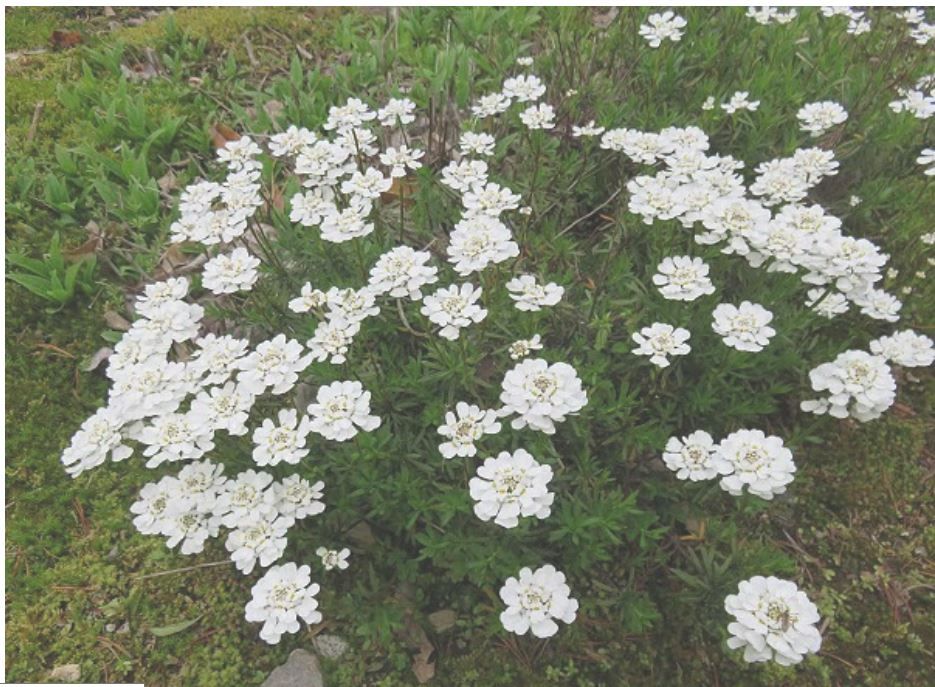 白いイベリスの花が満開です アリス ワンダーランド 楽天ブログ