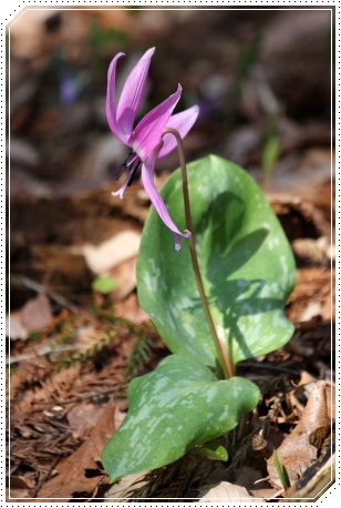 平栗-12 カタクリ-7 13.4.13