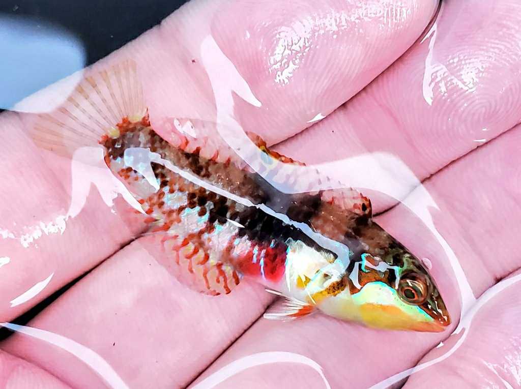 魚採り 魚と日常ブログ 楽天ブログ