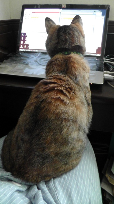 膝に乗って邪魔する猫