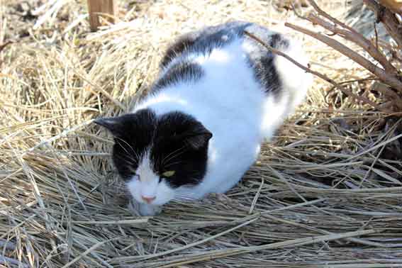 我が家のニャンコ♪2014/02/24-2