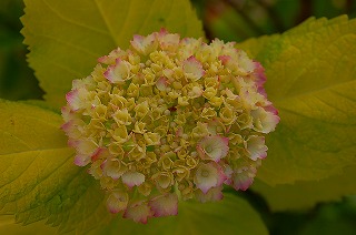 黄金葉、此処まで咲いたけど・・・