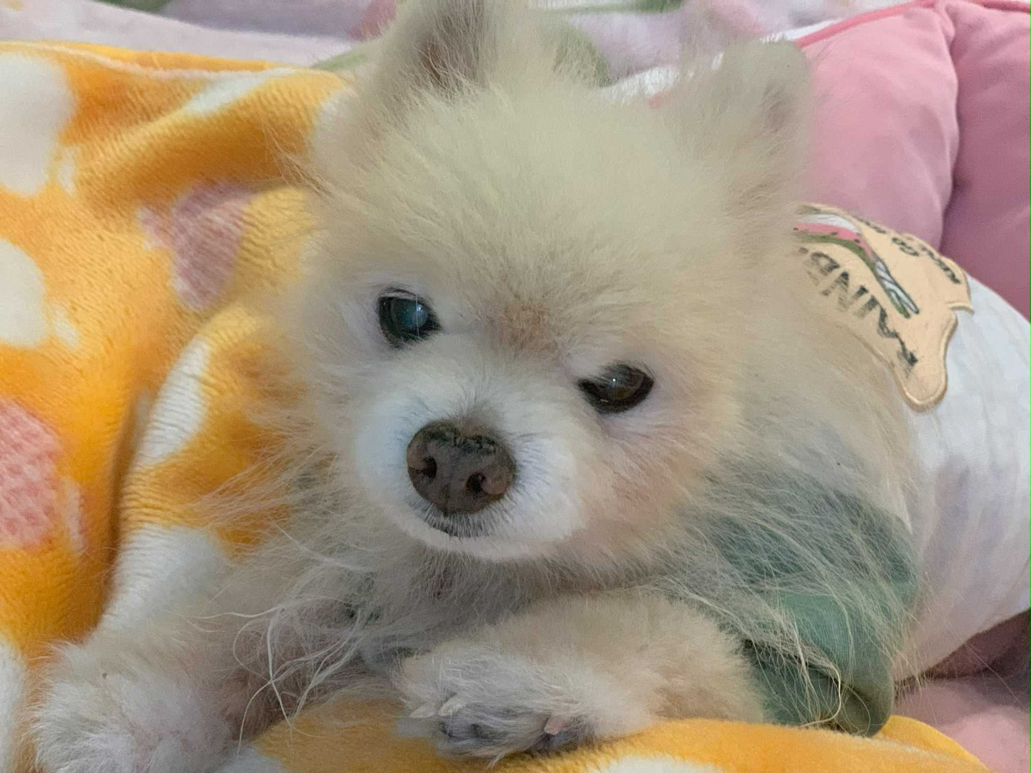 ポメラニアンのポメスケだよ