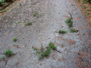 2017-11-11-4 (1).JPG