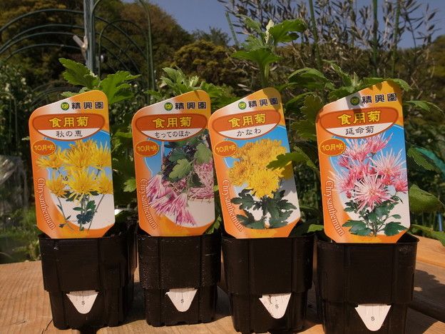 食用菊の栽培 育て方 暇人主婦の家庭菜園 楽天ブログ
