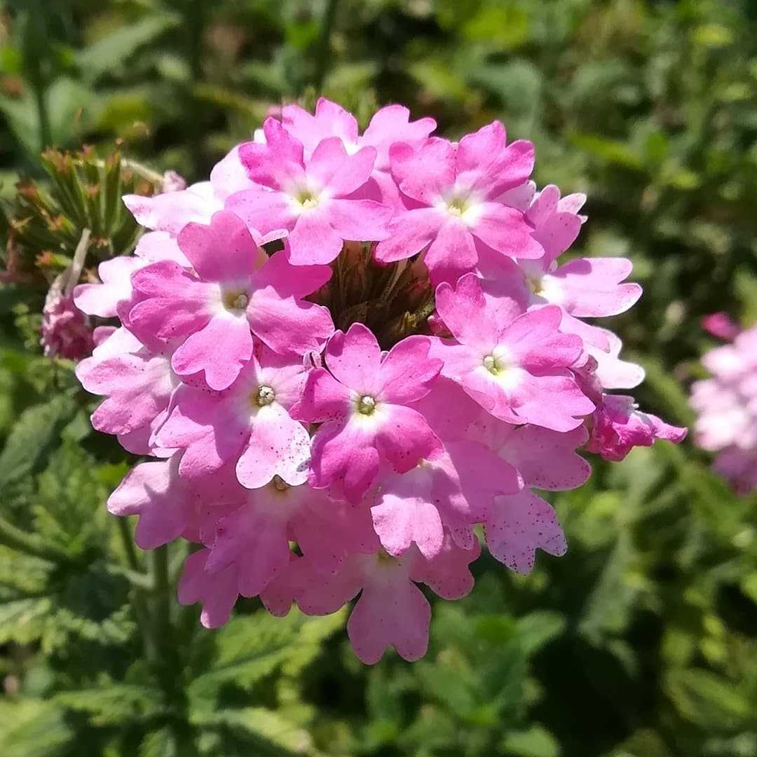 fleur verveine jaune-mauve-idées-conseils-entretien