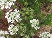 誕生花のないオルラヤ オルレア の花言葉 ほのかな想い 白いレース編みのような花の 可憐な心 弥生おばさんのガーデニングノート 花と緑の365日 楽天ブログ