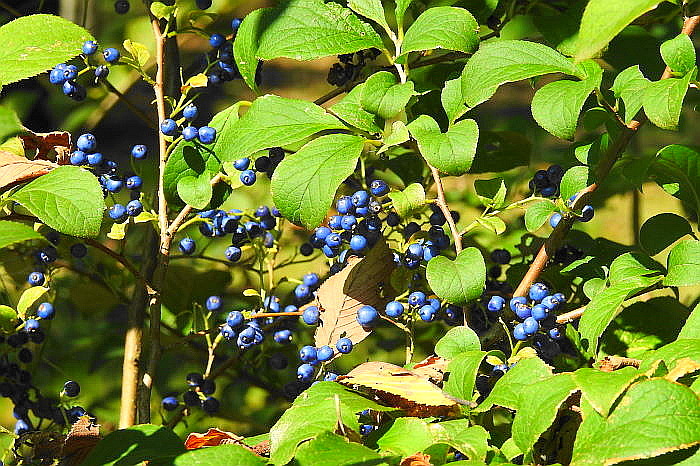 0162DSCN7187.JPG
