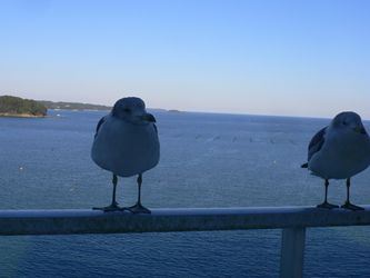 Gull