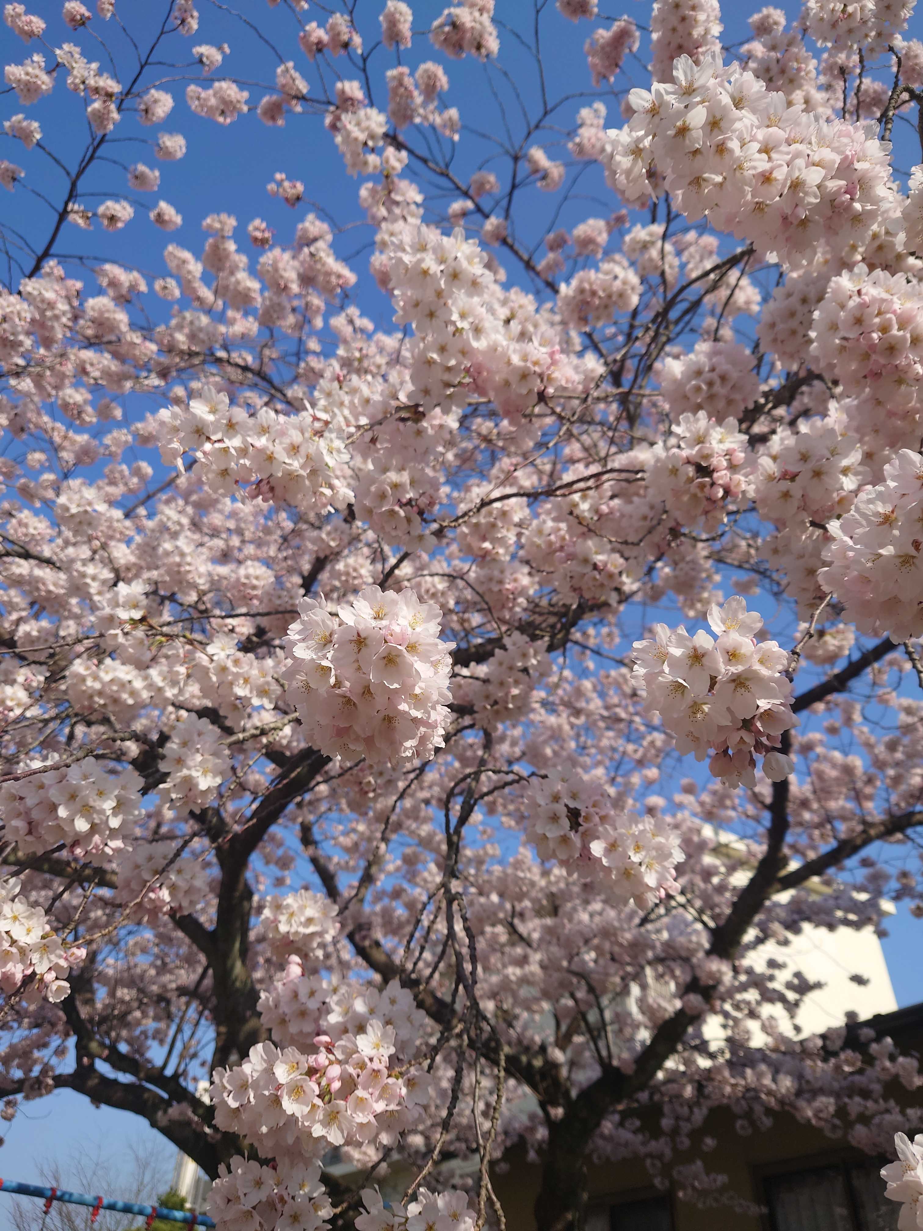 ぽこ・あ・ぽこ