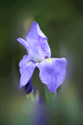 菖蒲5